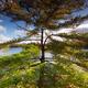 Big pitch pine tree in fall nature scenery... (thumbnail)