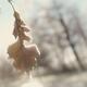 Abstract fall nature scenery of frozen leaf in rain... (thumbnail)