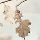 Ice covered oak leaves... (thumbnail)