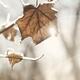 Covered with ice maple leafe on a sunny day... (thumbnail)