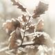 Oak tree leaves frozen in ice... (thumbnail)