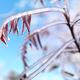 Frozen tree with red leaves against blue sky... (thumbnail)