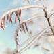 Artistic abstract closeup of frozen tree branches... (thumbnail)