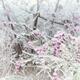 Abstract ice covered shrubs... (thumbnail)