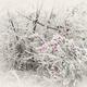 Abstract sepia toned frozen branches... (thumbnail)