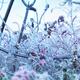 Frozen in ice nature... (thumbnail)
