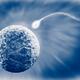 Human egg and sperm