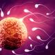 Human egg ovum and spermatozoa sperm