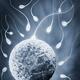 Ovum and spermatozoa Human egg and sperm concept