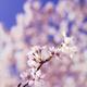 Blossoming cherry tree branch... (thumbnail)