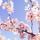 Cherry blossom closeup... (thumbnail)