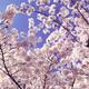 Cherry blossom over blue sky... (thumbnail)