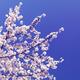 Cherry blossom over blue sky background... (thumbnail)