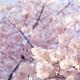 Artistic closeup of cherry blossom... (thumbnail)