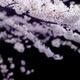Cherry blossom over black background... (thumbnail)