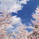 Blooming cherry trees... (thumbnail)