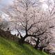 People in park with blossoming cherry trees in Kyoto... (thumbnail)