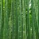 Green stems of bamboo forest... (thumbnail)