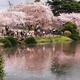 Cherry blossom in park in Tokyo... (thumbnail)