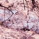 Cherry blossom touching water... (thumbnail)