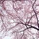 Cherry blossom artistic background... (thumbnail)