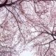 Cherry blossom artistic background... (thumbnail)