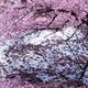 Cherry tree branches with pink blossom touching water... (thumbnail)