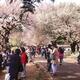 People in park during cherry blossom at Shinjuku Gyoen Japan... (thumbnail)