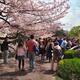 People in park during cherry blossom at Shinjuku Gyoen Tokyo... (thumbnail)