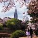 People at Shinjuku Gyoen National Garden during cherry blossom... (thumbnail)