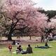 People in park enjoying  cherry blossom at Shinjuku Gyoen Japan... (thumbnail)