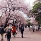 People walking in a park during cherry blossom in Tokyo... (thumbnail)