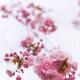 Closeup of pink cherry blossom... (thumbnail)