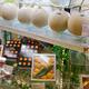 Expensive melons on display in supermarket in Japan... (thumbnail)