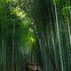 Arashiyama bamboo forest in Kyoto