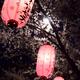 Lanterns at night under cherry trees in Tokyo... (thumbnail)
