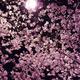 Cherry blossom at night... (thumbnail)