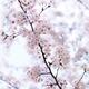 Cherry blossom artistic closeup... (thumbnail)
