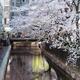 Takase river and cherry blossom at Kiyamachi street in Kyoto... (thumbnail)