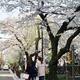 Cherry blossom at Kiya-machi dori street in Kyoto... (thumbnail)