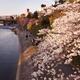 Kamo River cherry blossom in Kyoto... (thumbnail)