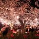People eating under cherry blossom in Maruyama Park Kyoto... (thumbnail)