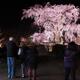 Weeping cherry tree in Maruyama park Kyoto... (thumbnail)