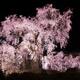 Weeping cherry tree Shidarezakura in Maruyama park Kyoto... (thumbnail)