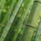 Bamboo culm closeup background... (thumbnail)