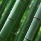 Bamboo forest closeup of stems... (thumbnail)