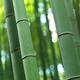 Bamboo stems... (thumbnail)