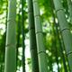 Bamboo forest stems clsoeup... (thumbnail)