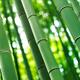 Bamboo forest closeup of culms... (thumbnail)