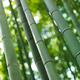 Arashiyama bamboo forest closeup... (thumbnail)